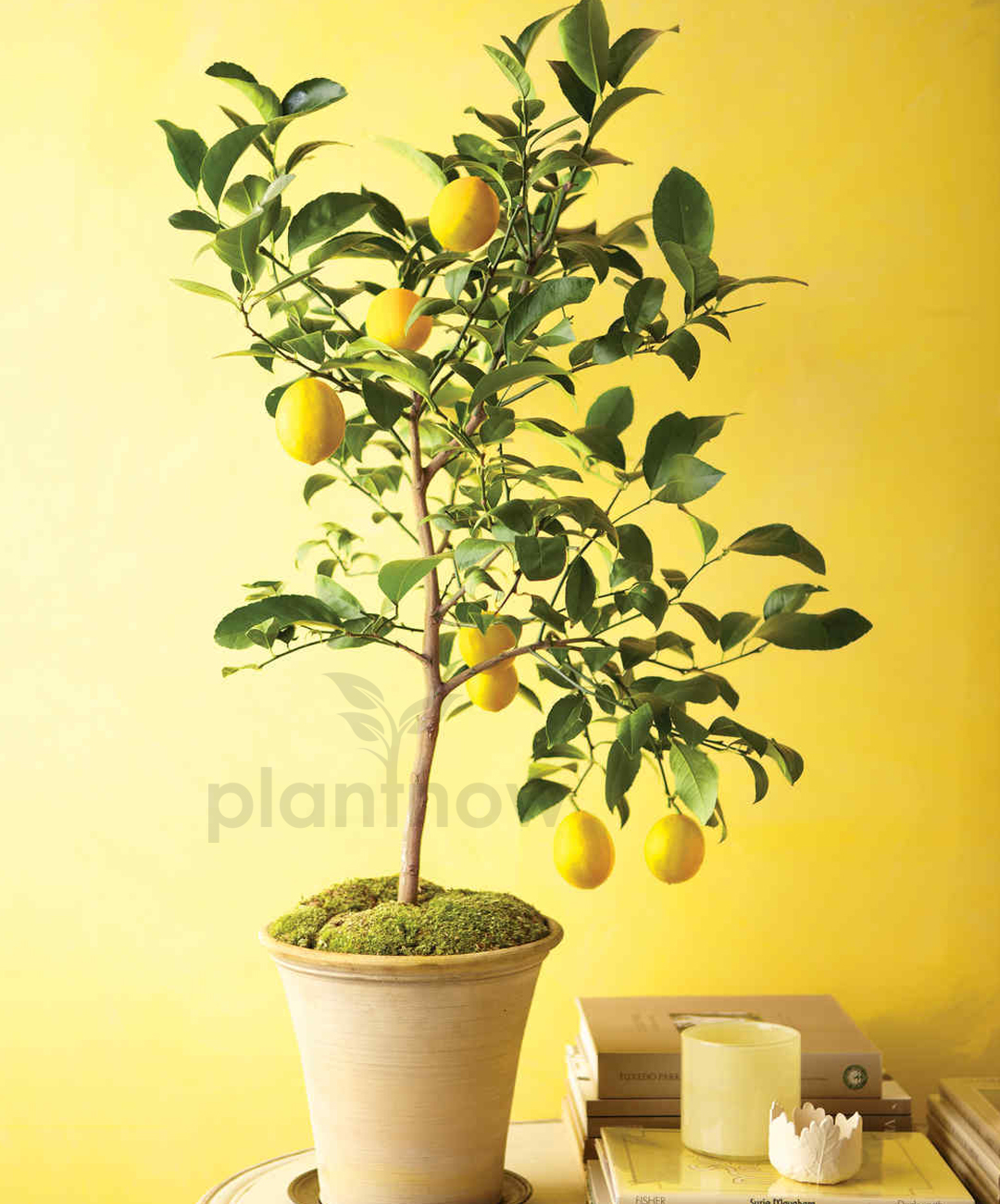 Buy Lemon Tree Plants Online in Dubai - Buy Plants Online UAE